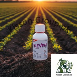 Elevest 24sc